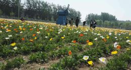 如何用o2o模式打造互联网时代下的花园？