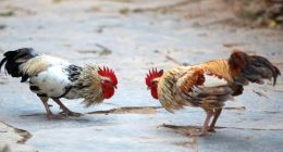 2019微博大战再起：微头条独立VS新浪微博，腾讯微博复活刻