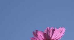 微信7.0开屏一朵花是什么意思？张小龙亲自解答