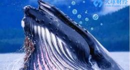 谁是比特币鲸鱼kinmall：它会毁了市场吗？