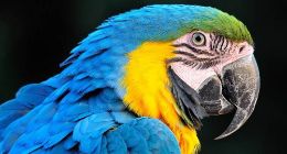 美国一鹦鹉趁主人不在家上网购物 买的都是水果蔬菜