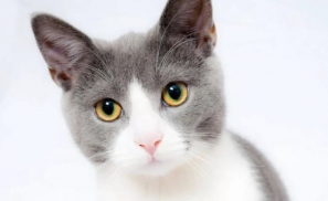 她经济市场下的猫爪杯逻辑到底是什么？