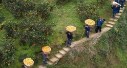 不走寻常路的拼多多，是如何改变中国农业的？