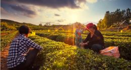 布谷农场为农企提供借贷撮合，为啥我说它只有3成胜算？