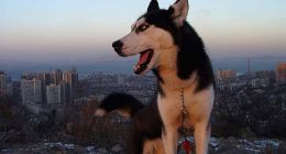 明日之后哈士奇获取方法介绍 哈士奇怎么样