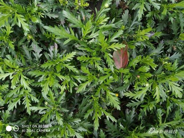 红米7体验:699百元机差点做出了千元机水准