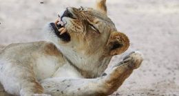 亚马逊折戟中国，故事尚未完结？