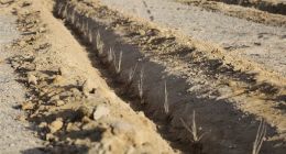 支付宝蚂蚁森林用户数达5亿！共种下1亿棵真树