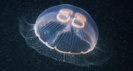 不死的水母能帮助人类实现永生的梦想吗？