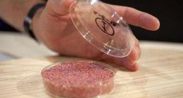 人造肉的市场逻辑：投资新宠还是接盘骗局？