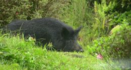 京东投资养猪企业，启用“猪脸识别”技术