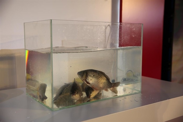 夏普发布急速冷冻冰箱：活鱼冻至-40℃ 遇水复活