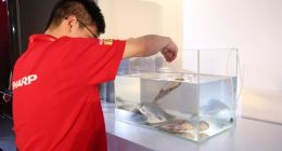 夏普发布急速冷冻冰箱：活鱼冻至-40℃ 遇水瞬间复活