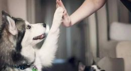 单身女子将60万遗产留给两条狗：是否需要健全相关法规？