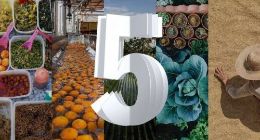 从种子到货架——IBM用科技助力食品供应