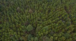 苹果环境副总裁Lisa：已提前在中国完成100万英亩森林优化管理