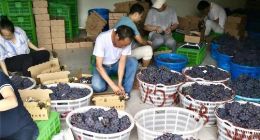 丹鸟进军生鲜物流 千吨葡萄产地直发24小时送全国