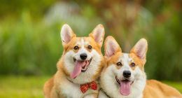 “宠物经济”：满足年轻人价值千亿的孤独