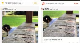 亲宝宝产品经理发文指责宝宝树像素级抄袭