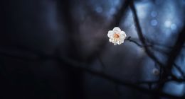 梦幻西游的“花里胡哨”：00后“小霸王”的奇幻漂流