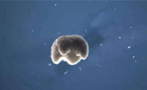 打开活体机器人的包装纸，看到“超算+生物科技”的礼物盒