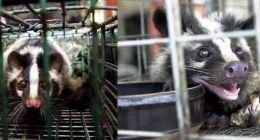 搜索大数据视角下，疫情风暴催生出怎样的野味漩涡？