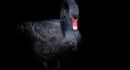 疫情过后，双师模式或将霸占教育舞台的C位