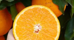 “县长带货”火了之后，如何给“县长直播经济”保鲜增温？