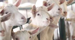 澳优、伊利、君乐宝、贝因美等入局，羊奶能否迎来“牛市”？