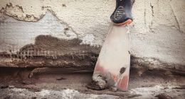 新家装不是“避风港”，而是“出海口”