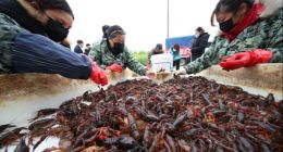 盒马加速布局，生鲜新零售如何“中场进阶”？