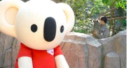 “天猫化”的考拉，还是考拉吗？