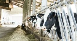 受伤的中国奶牛，这一刀谁扎的？