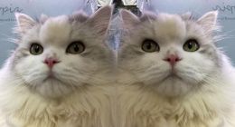 苹果iPhone自拍不如国产手机效果好 没有镜像和美颜是主因