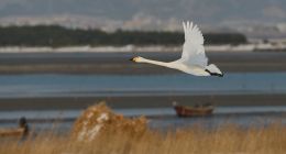 互联网江湖上多了一只天鹅