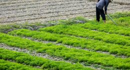 互联网巨头为何都有一个“农业梦”