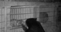 四川绵阳黑熊下山偷吃蜂蜜 网友：好家伙“办年货”666