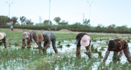 拼多多扎根乡土：从“第二部门”到“社会型企业”的深层衍化