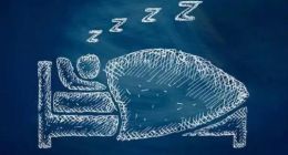 睡眠APP和助眠寝具，谁才是“睡眠经济”中的大鱼？