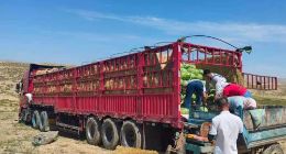 助力乡村振兴 永辉直采超万吨宁夏硒砂瓜