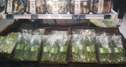 售价“腰斩” 盒马将沙葱价格“打”了下来