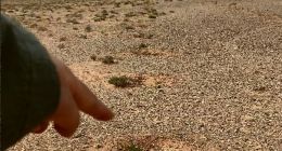 蚂蚁森林：不存在网友反馈的“没有造林”的情况 干旱造成梭梭矮小