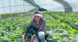 理塘盒马村草莓提早上市 计划对高山草莓进行扩种