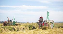 五常大米丰收！盒马订单式生产保证大米“月月鲜”