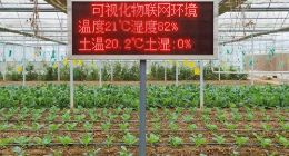 3天调集943万斤平价蔬菜进入市场 淘菜菜联动农业直采基地持续“保供”