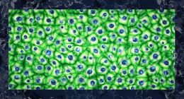 宇宙中其它生命会是什么模样？