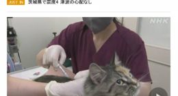 日本新法规定商家必须给猫狗植入芯片 6 月 1 日生效