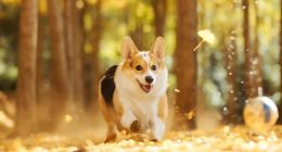 争宠“毛孩子”，养宠人提前进入“母婴时代”？