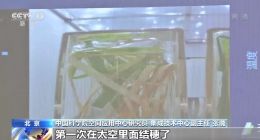 水稻首次在太空结穗！中国空间站已展开多项科学实验