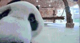 中国大熊猫旅居卡塔尔：成功“预测”日本战胜德国